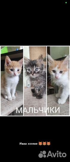 Котята в добрые руки