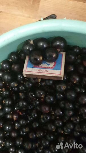 Саженцы черной смородины