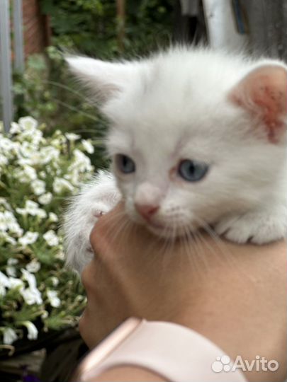 Кошки бесплатно