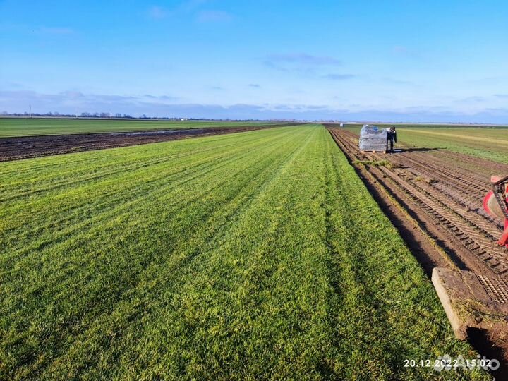 Укладка рулонного газона