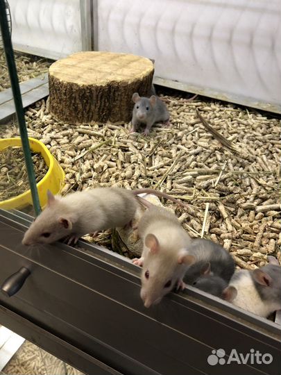 Крысята