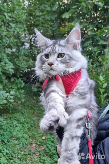 Котята мейн-кун полидакт