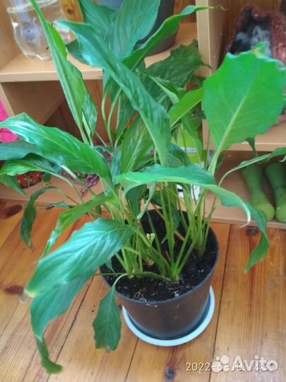 Спатифиллум