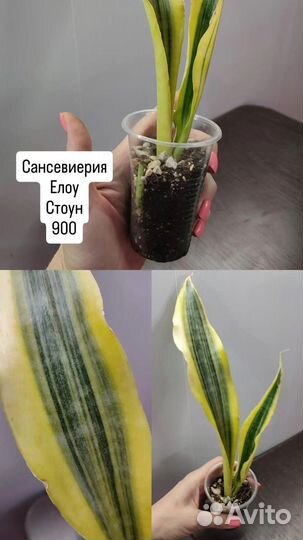 Сансевиерия кирки Блю, Елоу стоун, Микадо