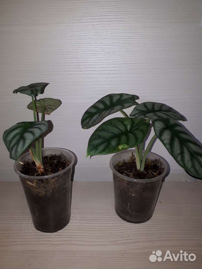 Алоказия сильвер дракон, филодендрон атом