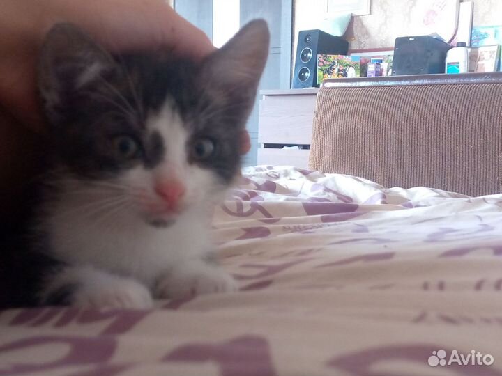 Очень милый котёнок,отдаем в хорошие руки