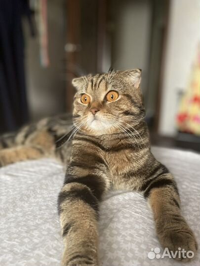 Шотландский кот вязка