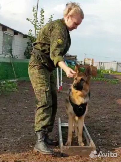 Кинолог, дрессировка собак, коррекция поведения