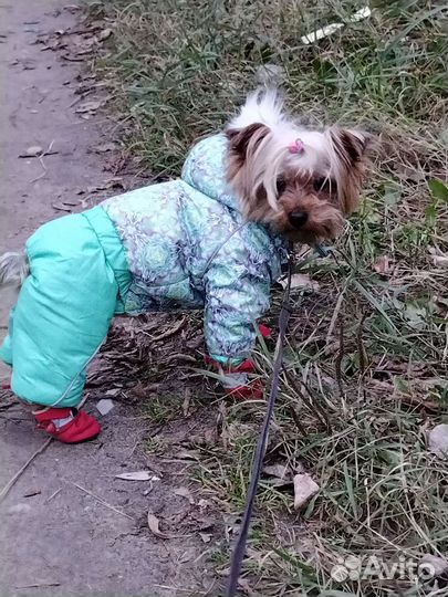 Йоркширский терьер мини