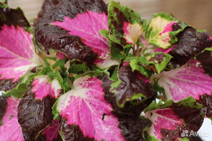 Колеусы сортовые