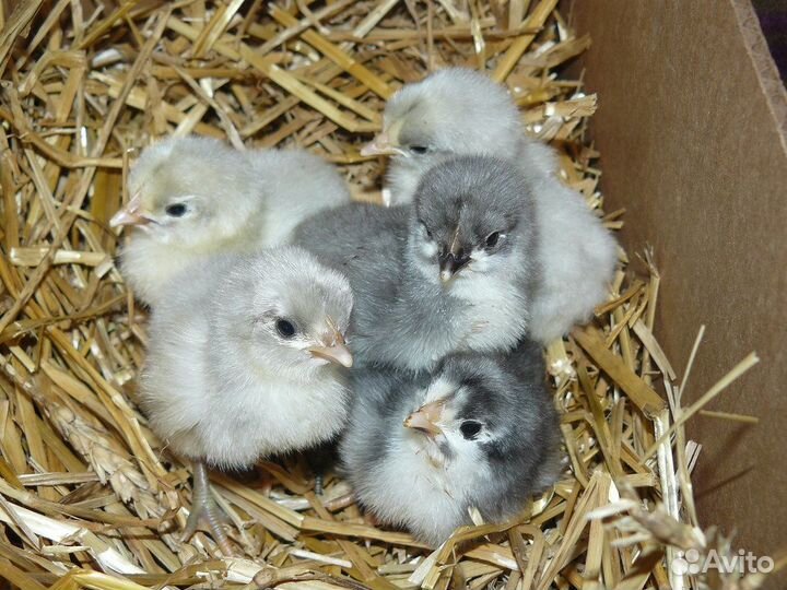 Цыплята брама, русская голубая