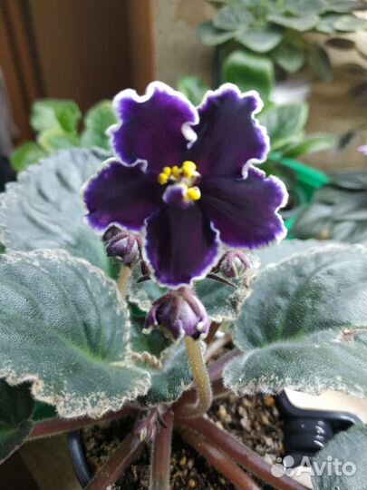 Фиалки сортовые