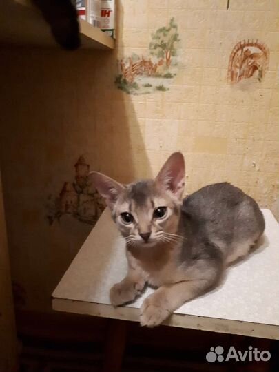 Абиссинские котята