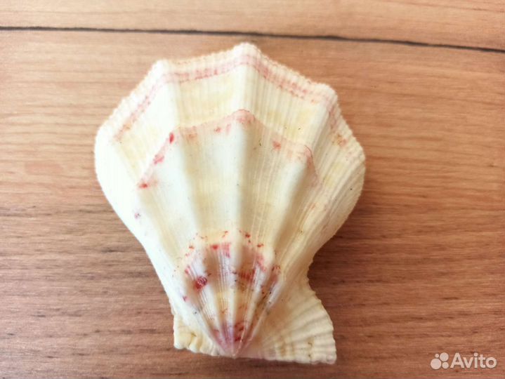 Морская раковина