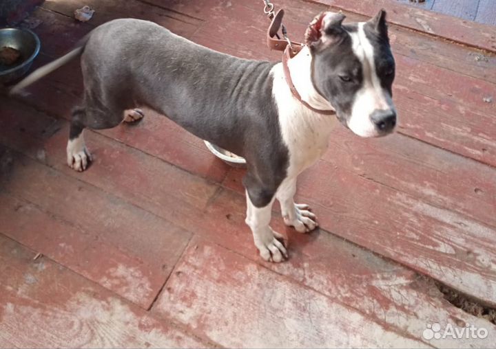 Продам Американского Питбуля