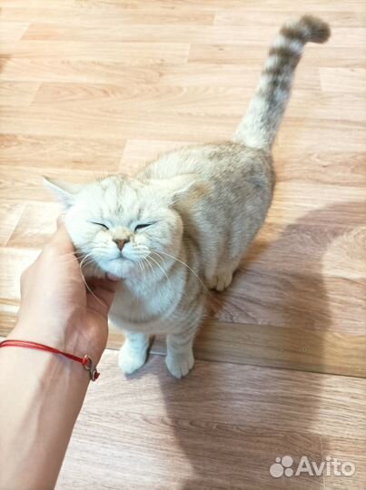 Продам котёнка, 7 месяцев