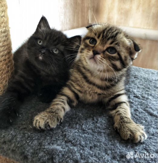 Шотландские котята