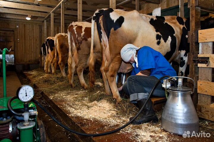 Натуральная продукция.Молоко,сметана, сливочное