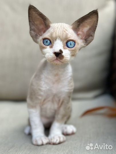 Роскошная девочка девон рекс