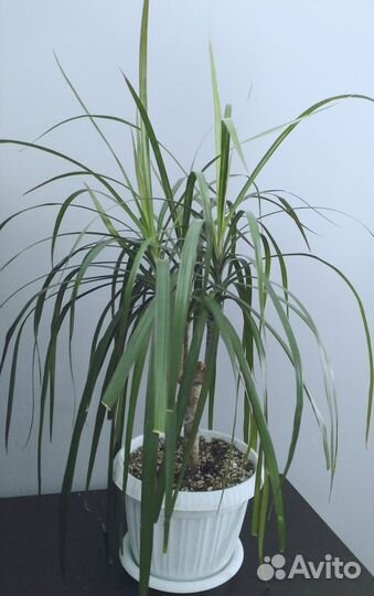 Драцена, колеус сортовой, диффенбахия