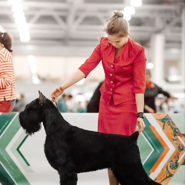 Ризеншнауцер, щенок