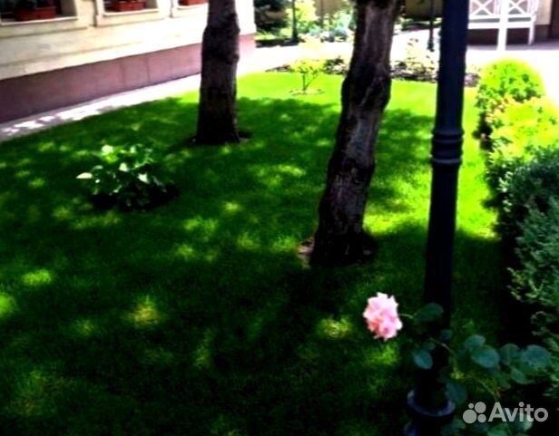 Рулонный газон 
