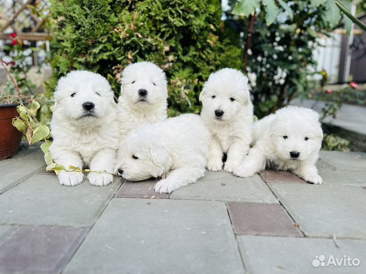 Маремма абруцкая овчарка