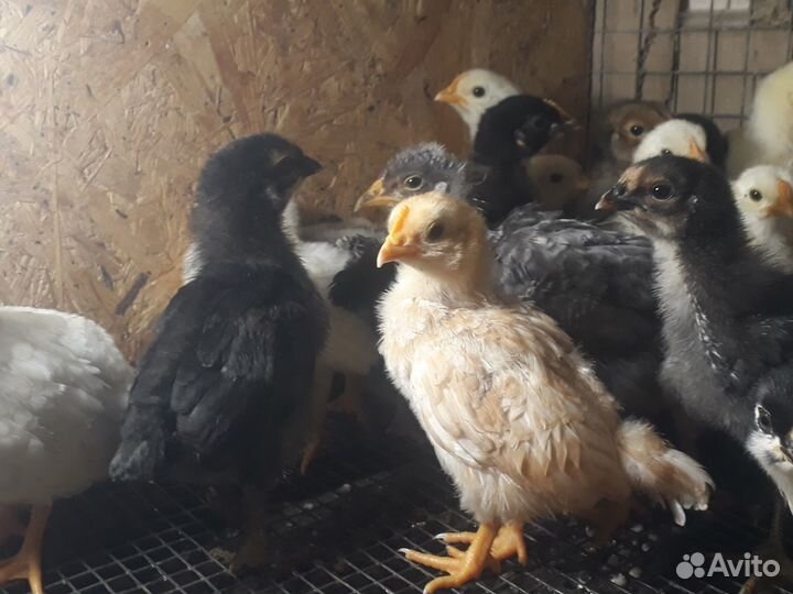 Бройлеры,гусята,перепелята суточныеЯйцо инкубации