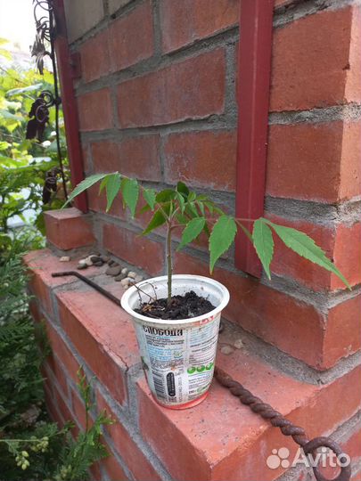 Сумах оленерогий