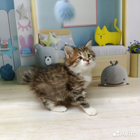 Курильский бобтейл