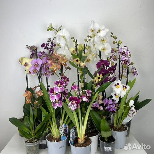Орхидея