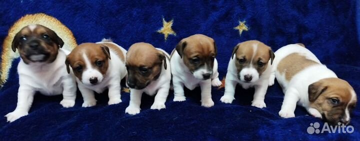 Джек рассел терьер