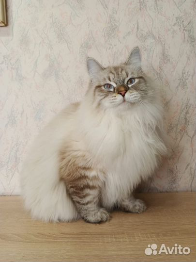 Невский котик