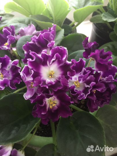 Комнатные растения цветы