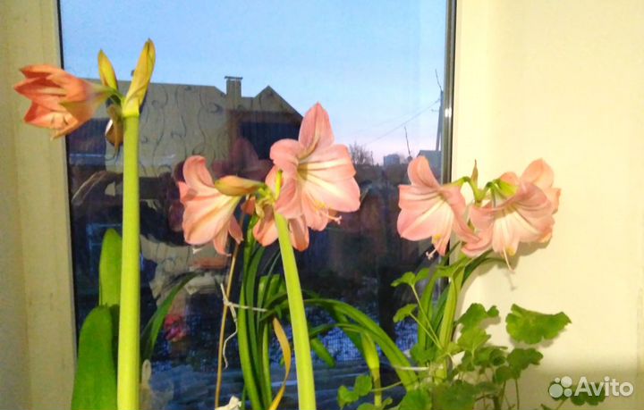 Гиппеаструм цветок