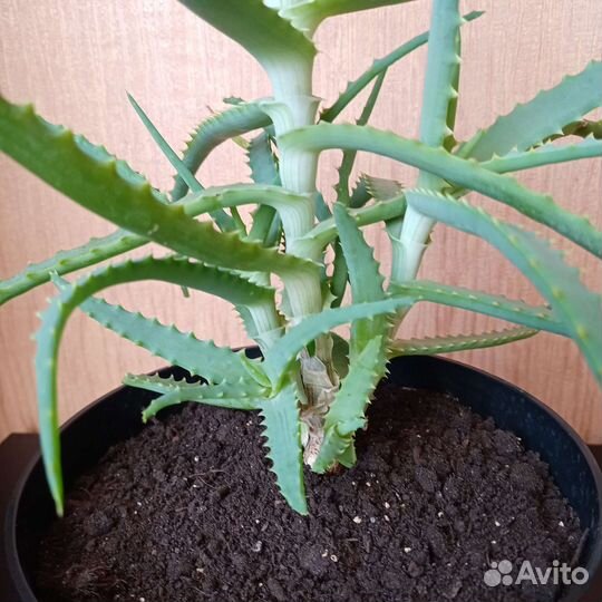 Алоэ, столетник