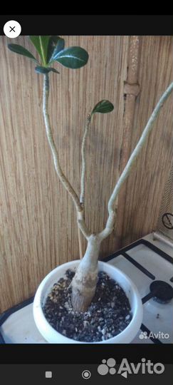 Адениум взрослый