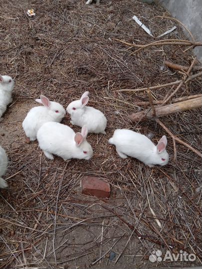 Крольчата