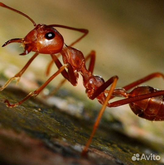 Муравьи