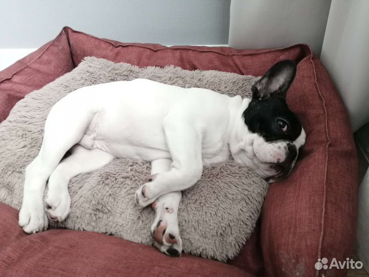 Фотомодель собака французский бульдог