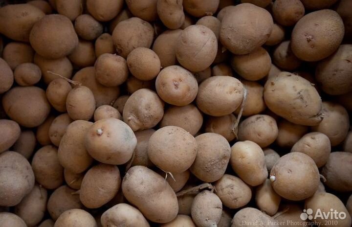 Картофель на корм скоту