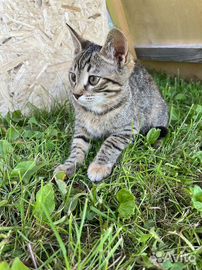 Британский котенок, девочка