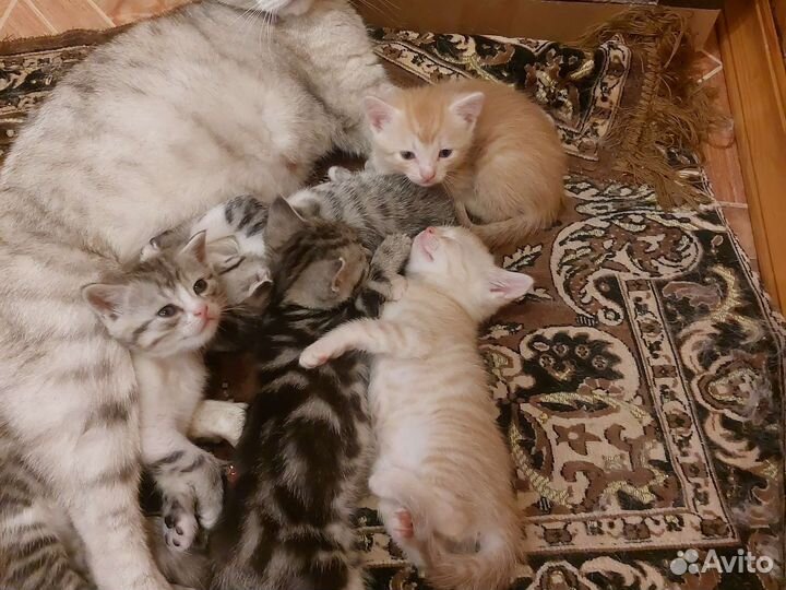 Британские котята вислоухие ипрамоухие