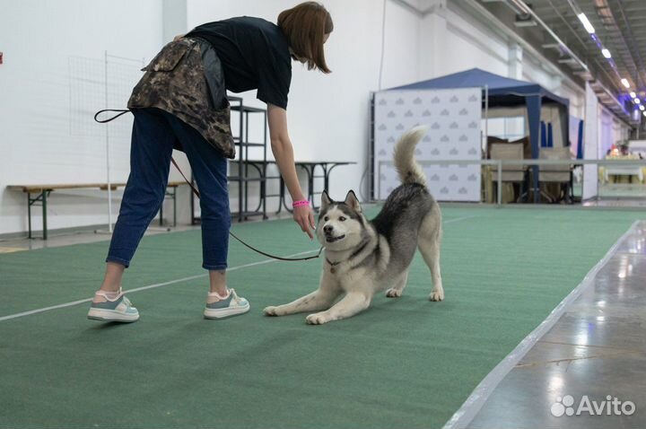 Дрессировка собак