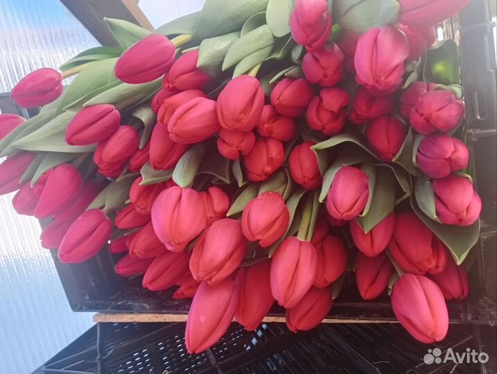 Тюльпан на 8 марта оптом и в розницу