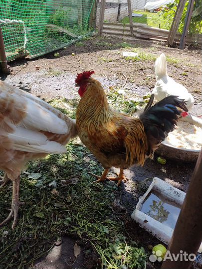 Куры петухи