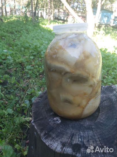 Груздь белый (мохнатый) холодный посол