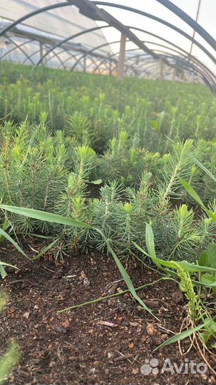 Сеянцы сосны окс от производителя