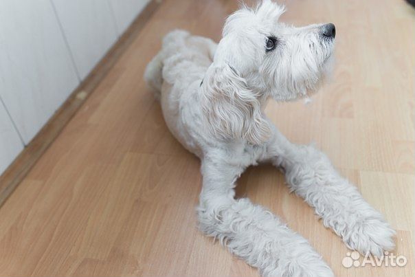 Стрижка кошек и собак с выездом на дом