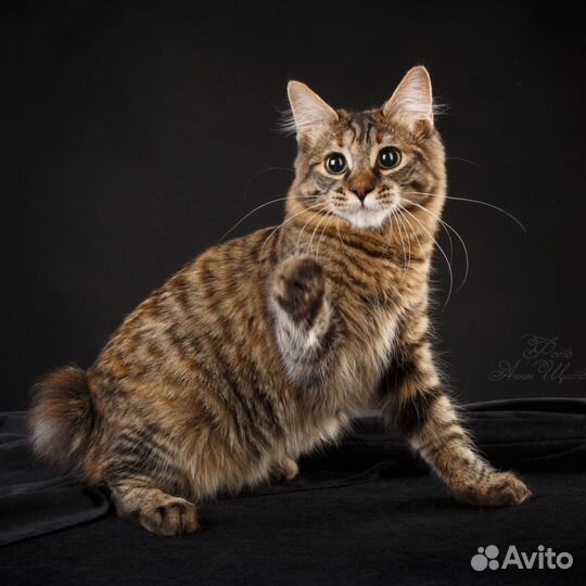 Клубные девочки